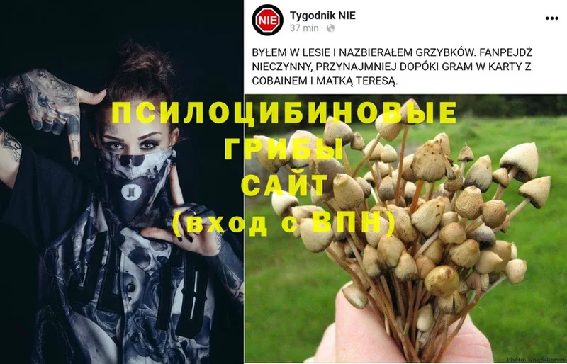 Псилоцибиновые грибы Psilocybine cubensis  Нелидово 